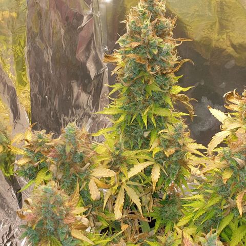 Mary ‎Lou growlog timeline photo