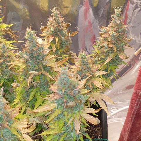 Mary ‎Lou growlog timeline photo