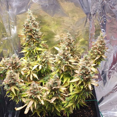 Mary ‎Lou growlog timeline photo