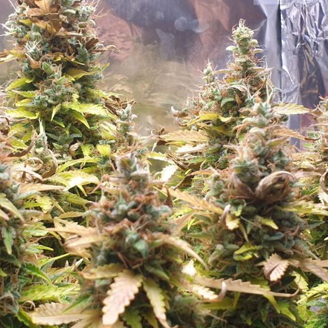 Mary ‎Lou growlog timeline photo