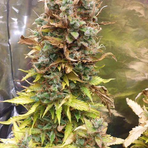 Mary ‎Lou growlog timeline photo