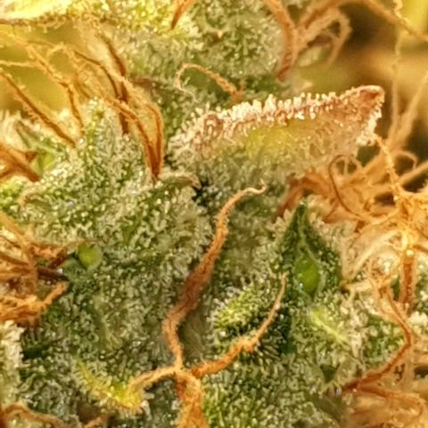 Mary ‎Lou growlog timeline photo