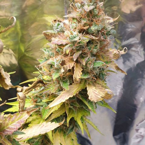 Mary ‎Lou growlog timeline photo