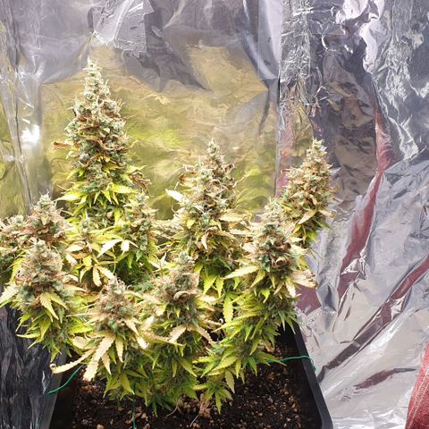 Mary ‎Lou growlog timeline photo