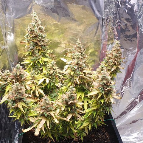 Mary ‎Lou growlog timeline photo