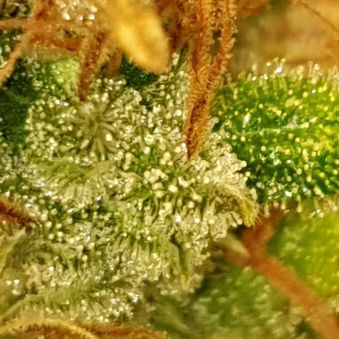 Mary ‎Lou growlog timeline photo