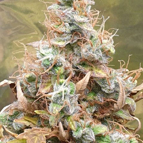 Mary ‎Lou growlog timeline photo