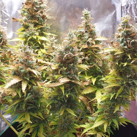 Mary ‎Lou growlog timeline photo