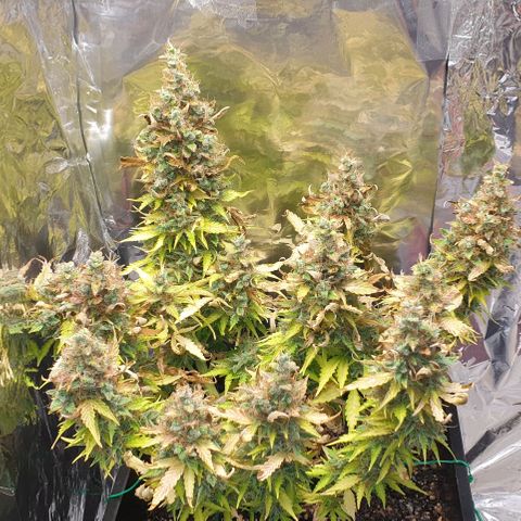 Mary ‎Lou growlog timeline photo