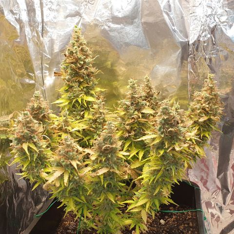 Mary ‎Lou growlog timeline photo