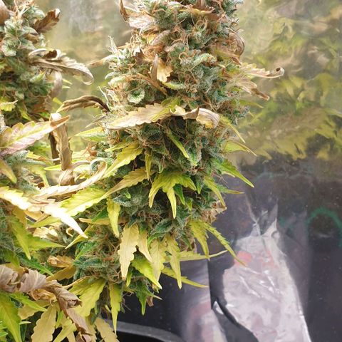 Mary ‎Lou growlog timeline photo