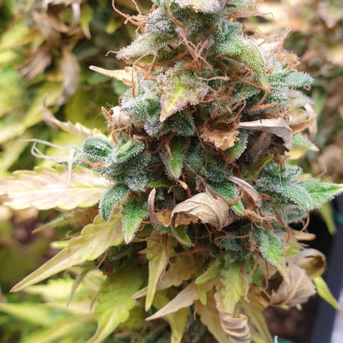 Mary ‎Lou growlog timeline photo