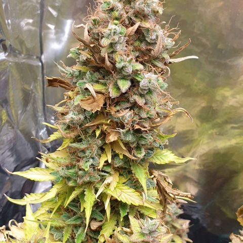 Mary ‎Lou growlog timeline photo