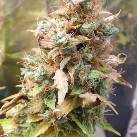 Mary ‎Lou growlog timeline photo