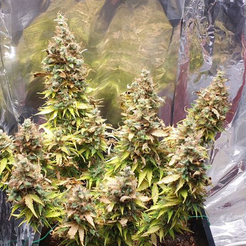 Mary ‎Lou growlog timeline photo
