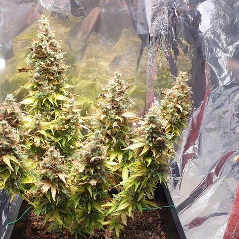 Mary ‎Lou growlog timeline photo