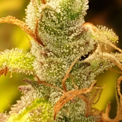 Mary ‎Lou growlog timeline photo