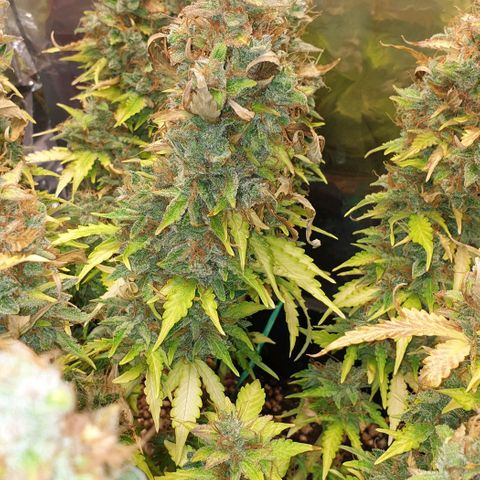 Mary ‎Lou growlog timeline photo
