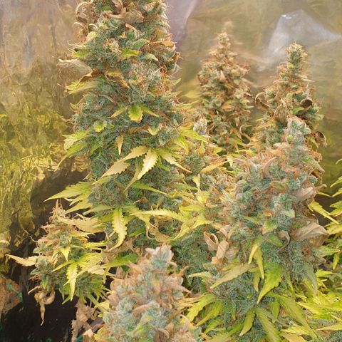 Mary ‎Lou growlog timeline photo