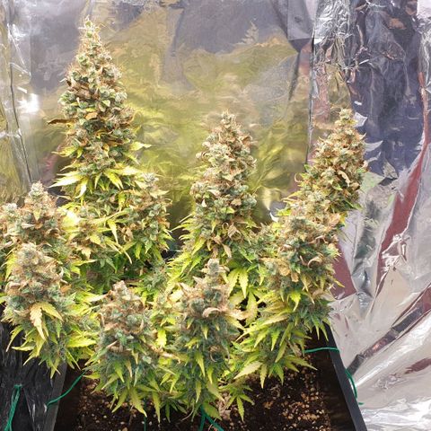 Mary ‎Lou growlog timeline photo