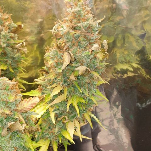 Mary ‎Lou growlog timeline photo