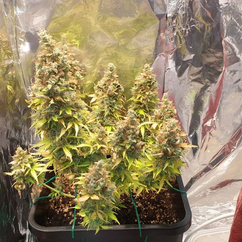 Mary ‎Lou growlog timeline photo