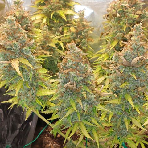 Mary ‎Lou growlog timeline photo