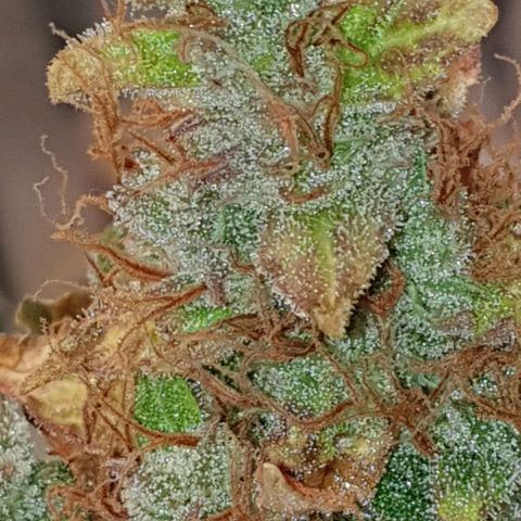 Mary ‎Lou growlog timeline photo