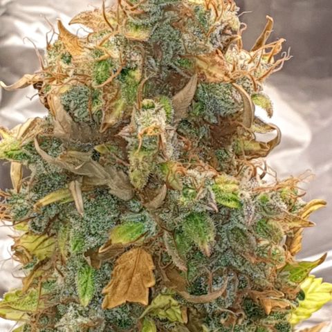 Mary ‎Lou growlog timeline photo