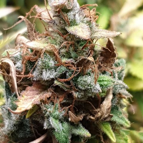 Mary ‎Lou growlog timeline photo