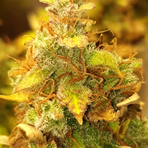Mary ‎Lou growlog timeline photo