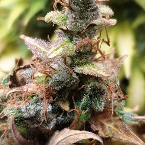 Mary ‎Lou growlog timeline photo