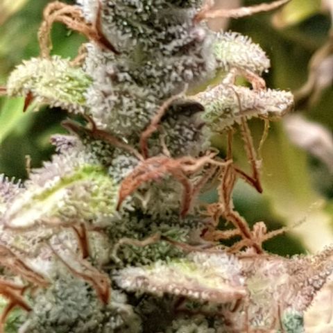Mary ‎Lou growlog timeline photo