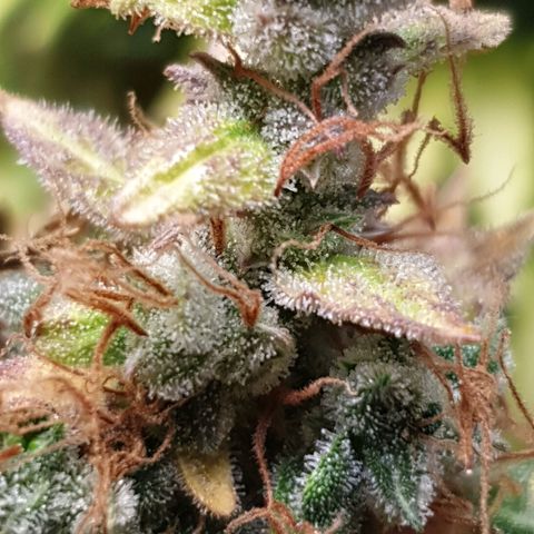 Mary ‎Lou growlog timeline photo