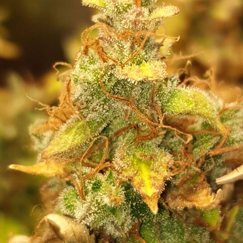 Mary ‎Lou growlog timeline photo