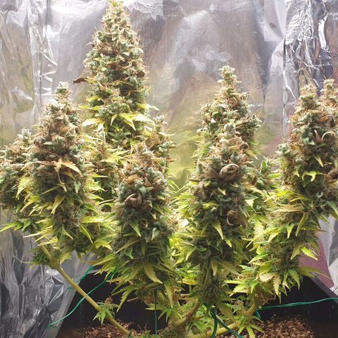 Mary ‎Lou growlog timeline photo