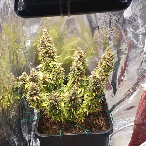 Mary ‎Lou growlog timeline photo
