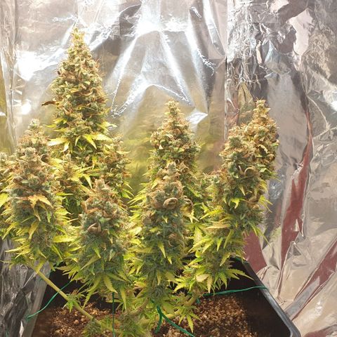 Mary ‎Lou growlog timeline photo