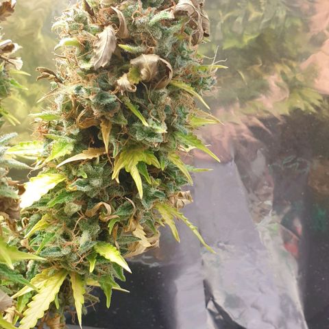 Mary ‎Lou growlog timeline photo