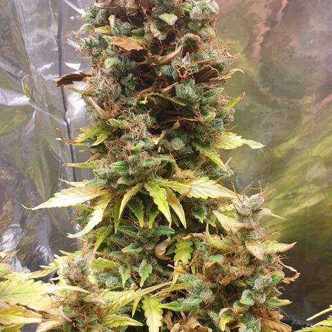 Mary ‎Lou growlog timeline photo