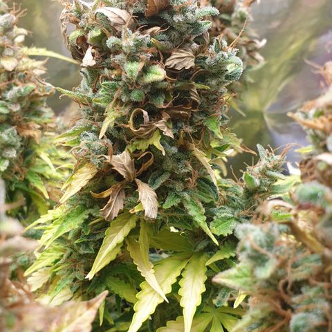 Mary ‎Lou growlog timeline photo