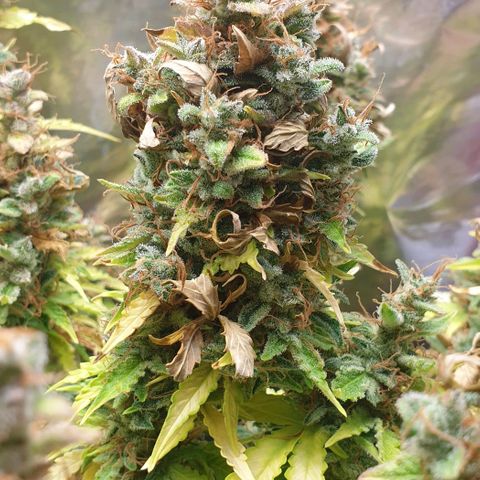 Mary ‎Lou growlog timeline photo
