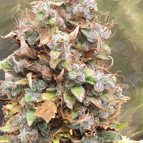 Mary ‎Lou growlog timeline photo