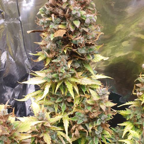 Mary ‎Lou growlog timeline photo