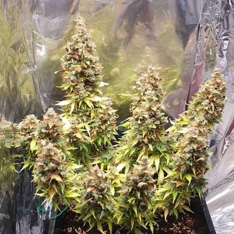 Mary ‎Lou growlog timeline photo