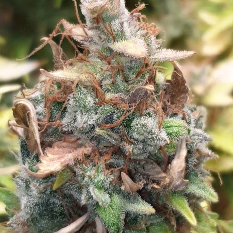 Mary ‎Lou growlog timeline photo