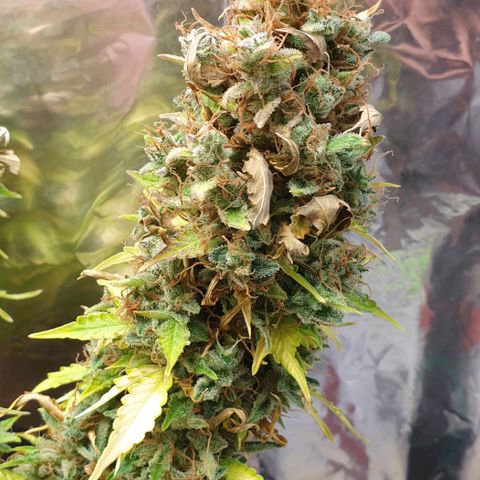 Mary ‎Lou growlog timeline photo
