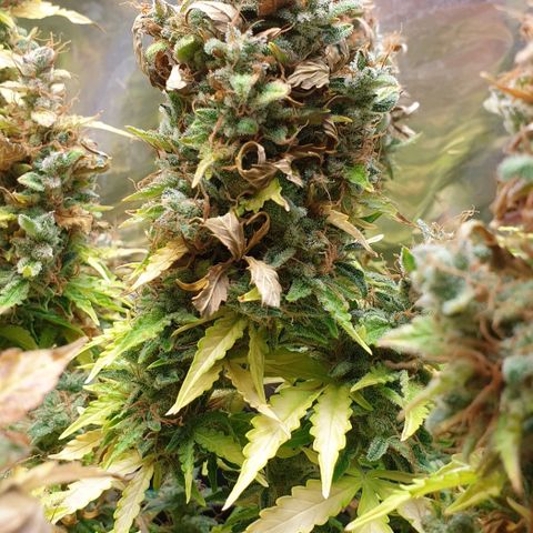Mary ‎Lou growlog timeline photo