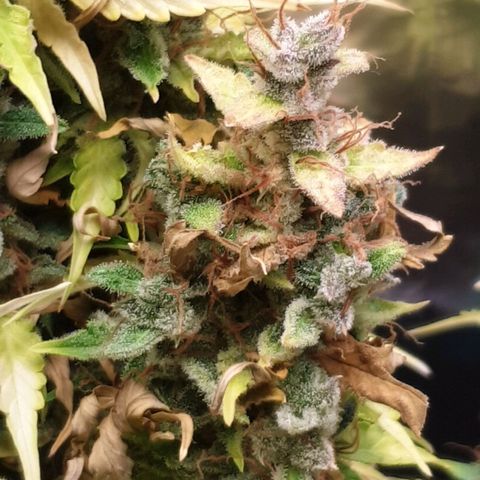 Mary ‎Lou growlog timeline photo