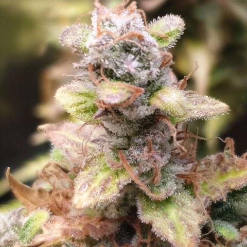 Mary ‎Lou growlog timeline photo